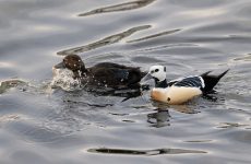 8 Ducks With White Heads North America