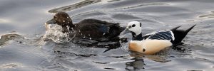 8 Ducks With White Heads North America