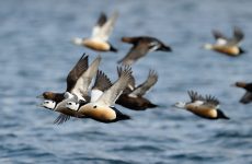 All Sea Ducks In North America (ID, Calls, Photos)