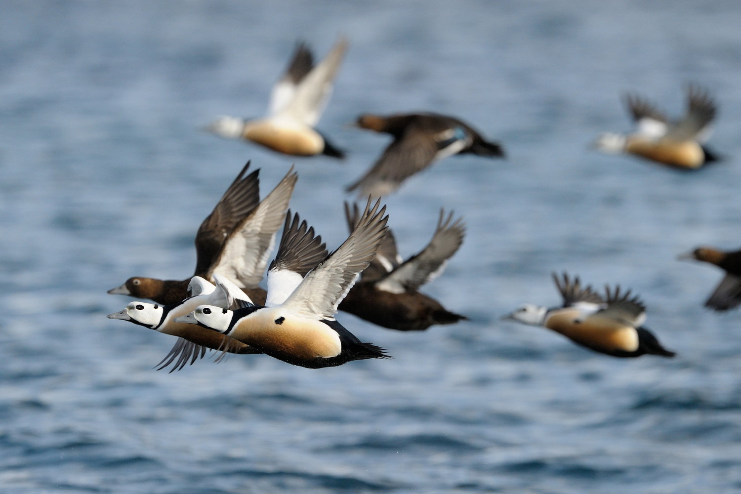 Steller's Eider