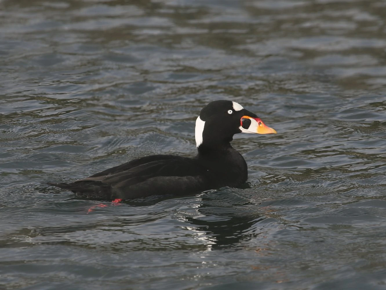 Surf Scoter Male