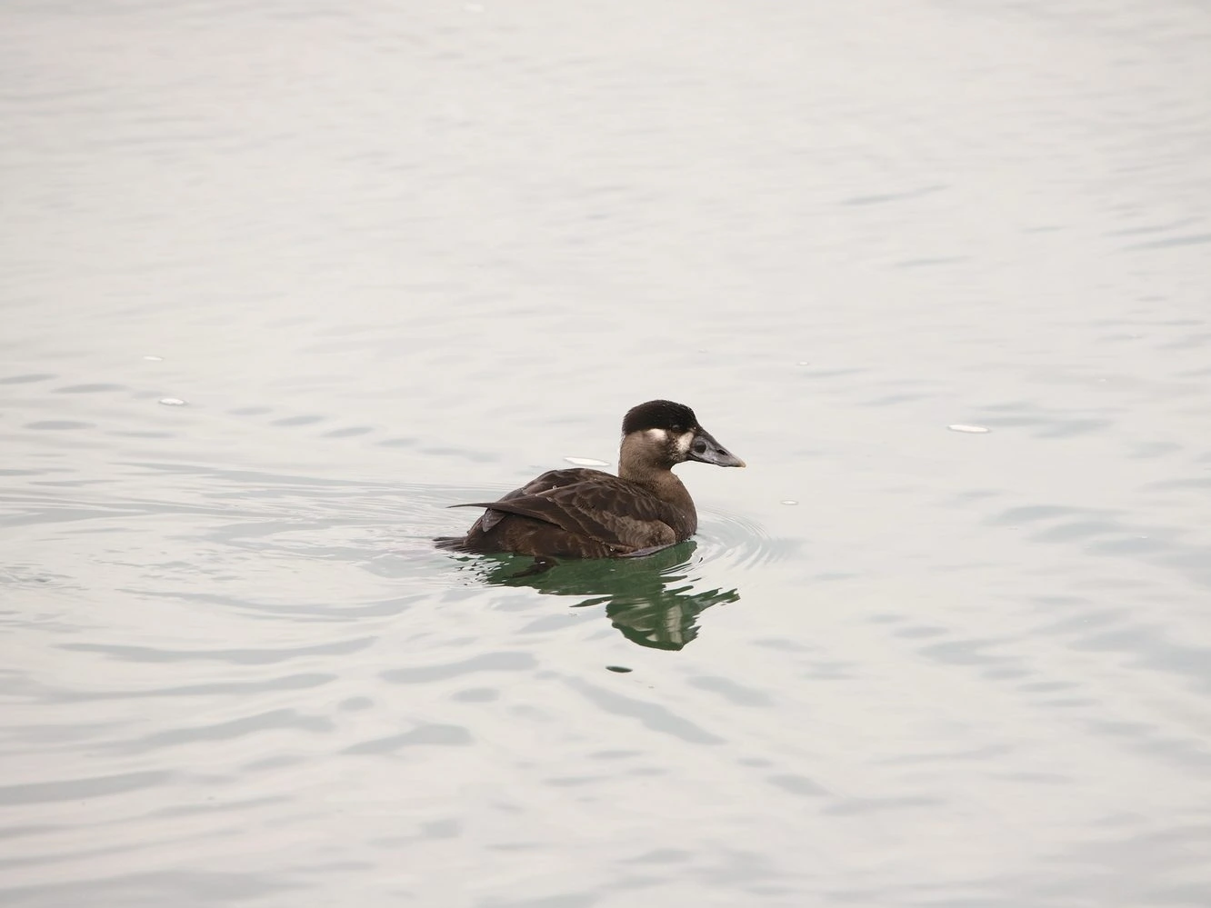 Surf Scoter Female