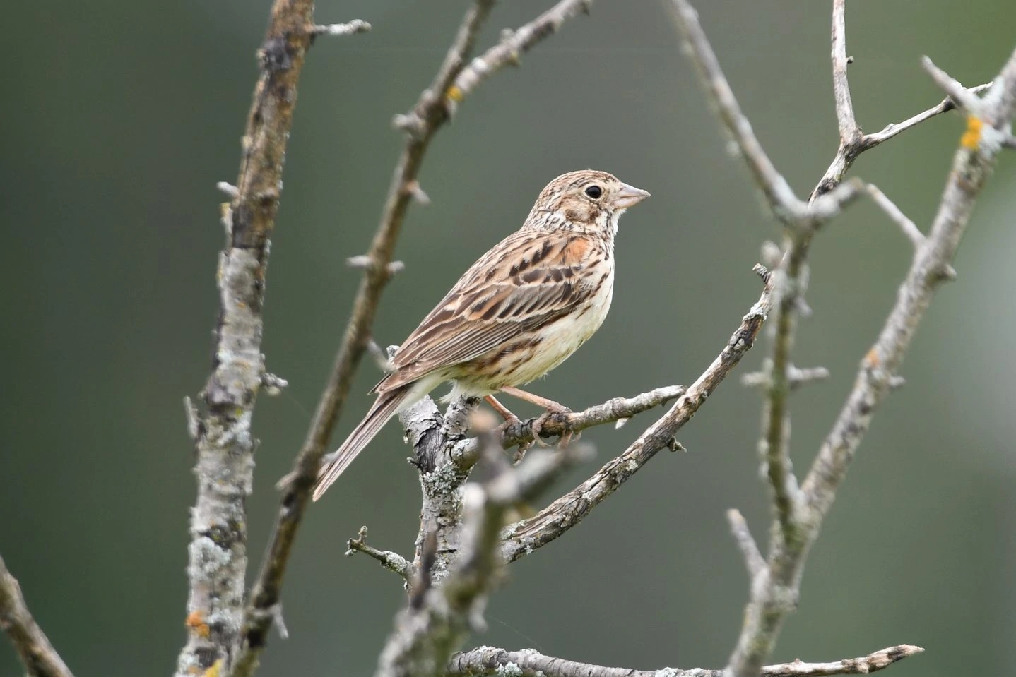 This image has an empty alt attribute; its file name is Vesper-sparrow-edited.jpg