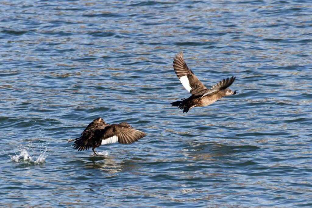 White-winged Scoter