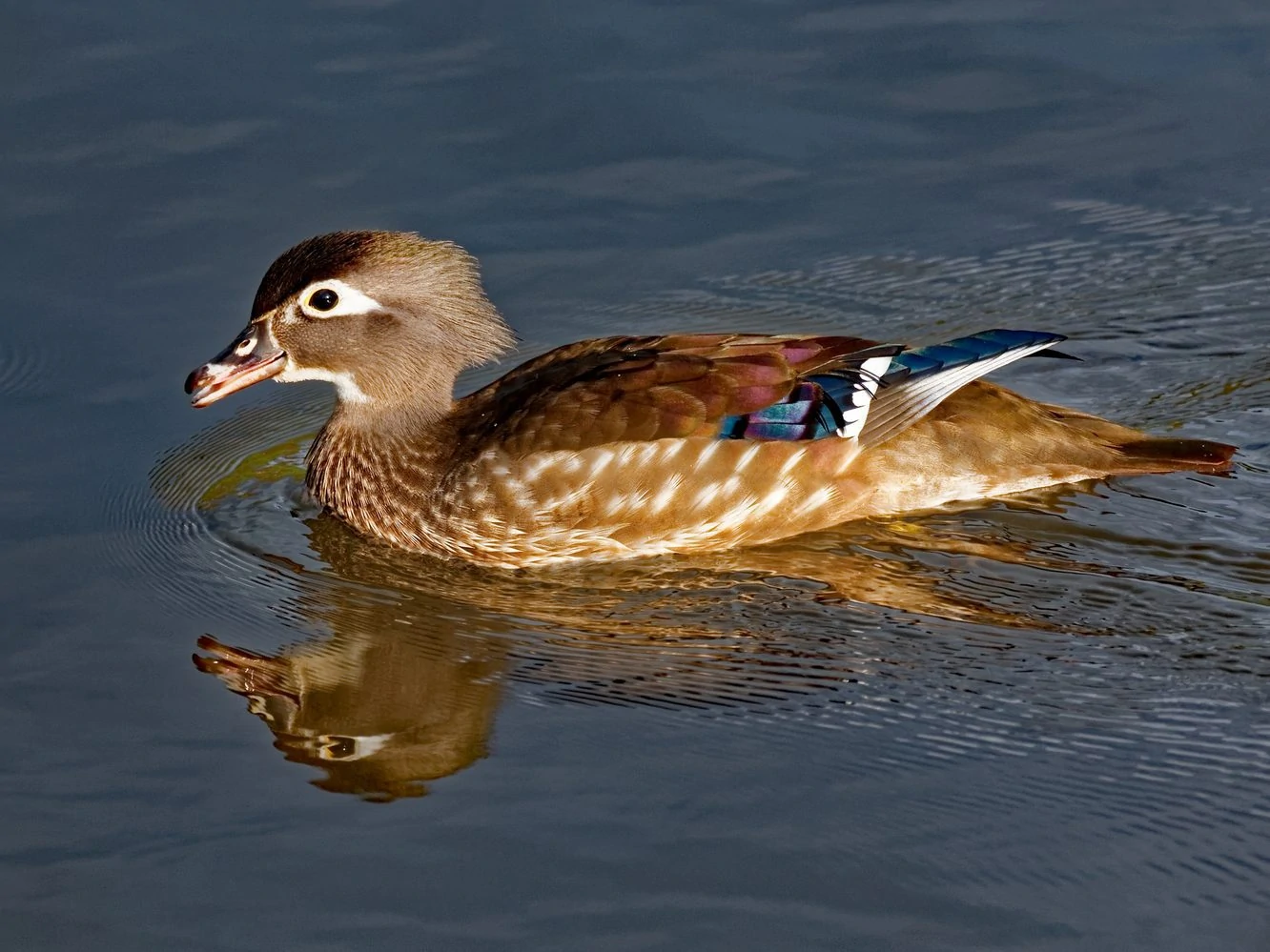 Wood Duck Female