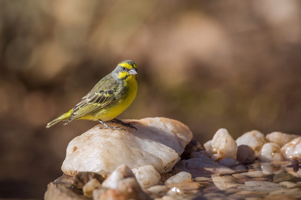 Yellow fronted Canary