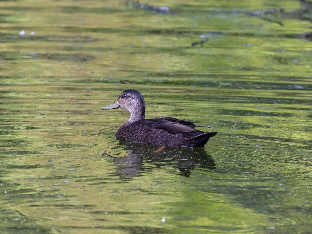 American Black Duck Male