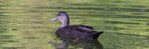 25 Winter Birds New Brunswick (Out Birding)