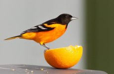Birds That Eat Fruit (What, How, 30 Species ID Guide)
