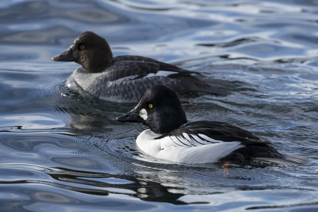 Barrow's Goldeneye