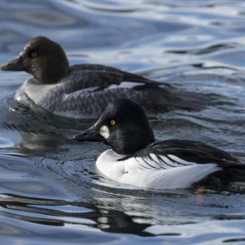 Barrow’s Goldeneye