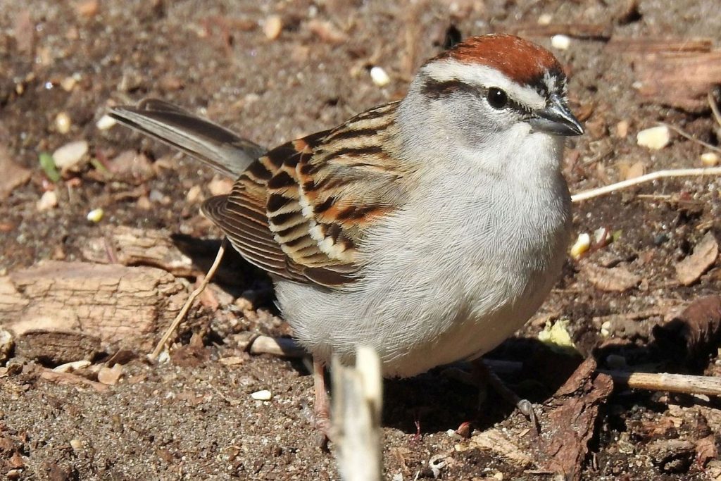 chipping sparrow