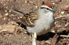 24 Species of Sparrows in Arkansas (ID and Sound Guide)