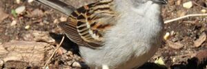 35 Small Birds In Indiana You Should Know