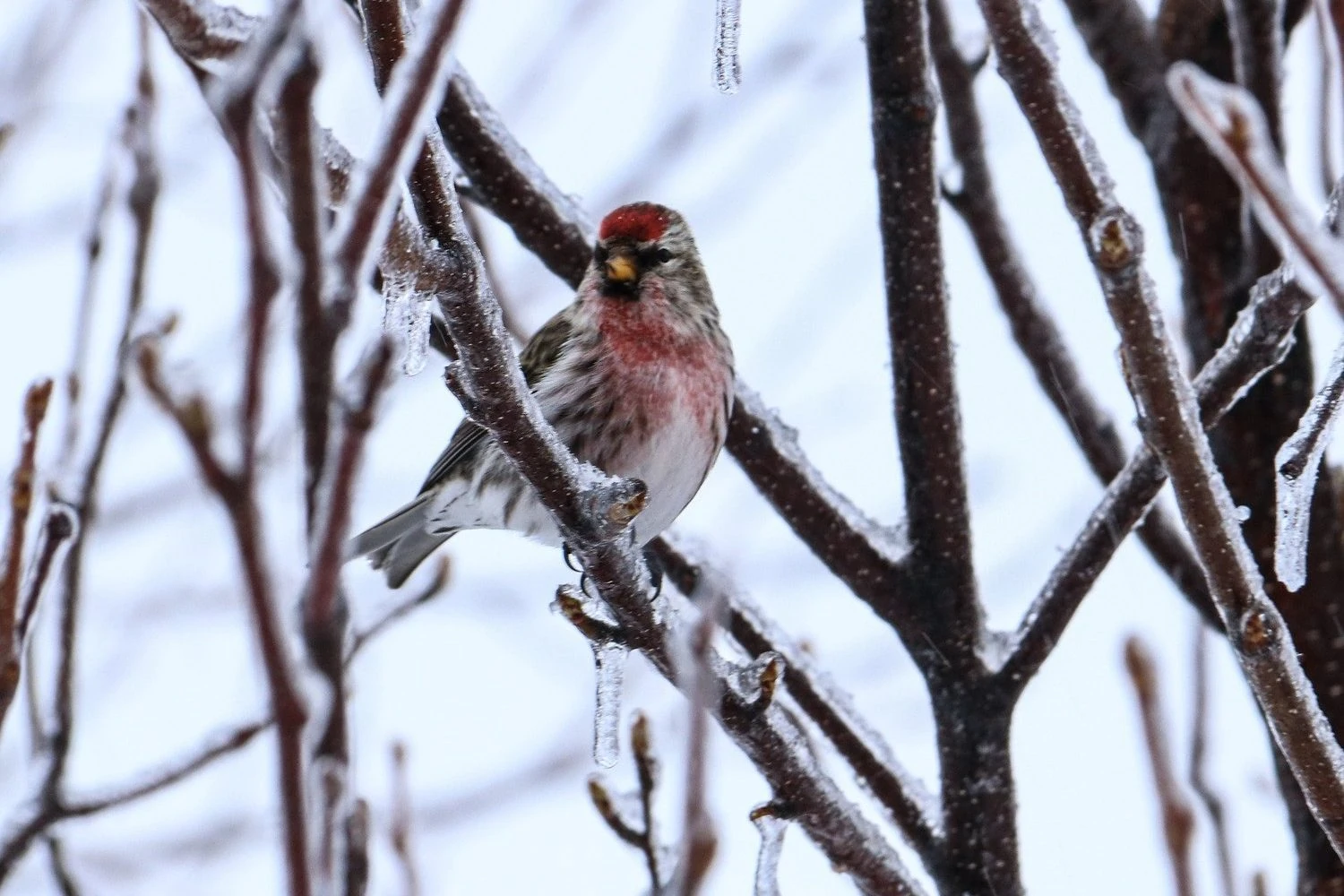 common redpoll