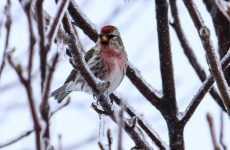 All About Finches in Delaware (ID and Song Guide)