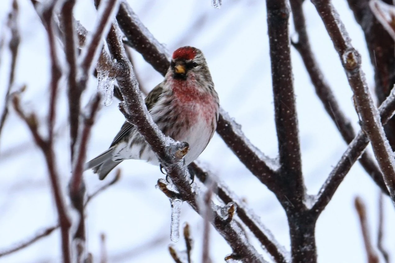 common redpoll