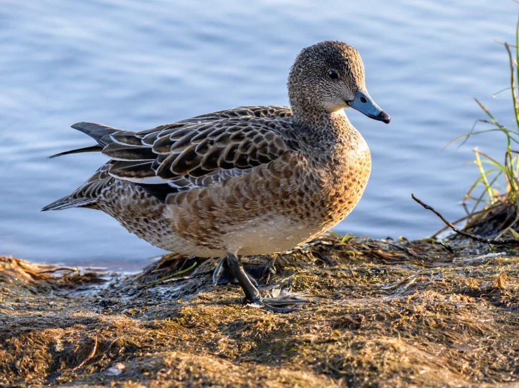 Eurasian Wigeon Female