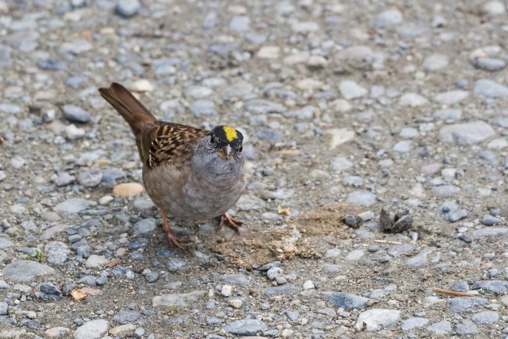 Golden-crowned Sparrow