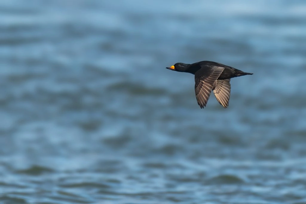 Black Scoter