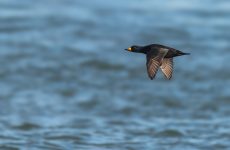 Black Scoter