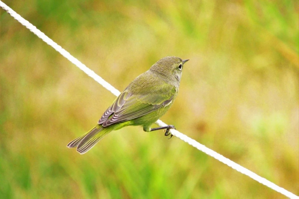 orange-crowned-warbler