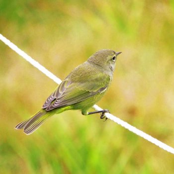 Orange-crowned Warbler