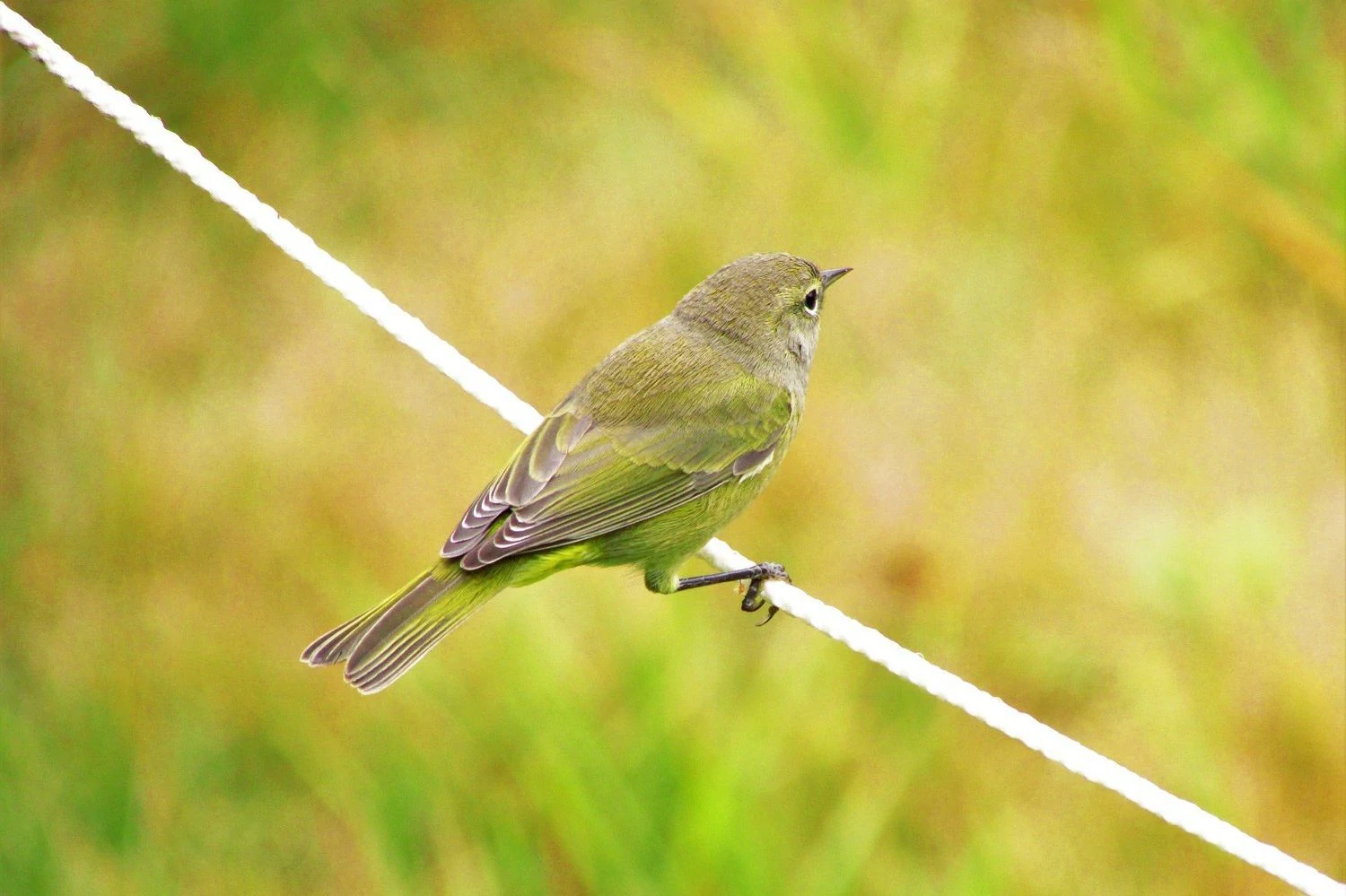 37 Species Of Warblers in North Carolina (ID, Song, Season Guide