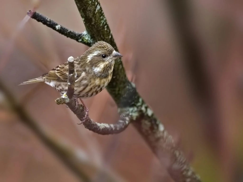 Purple Finch female