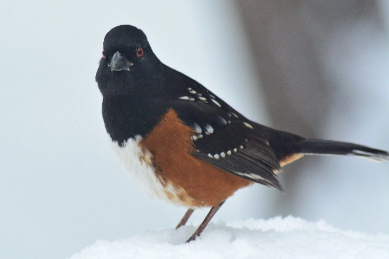 spotted towhee