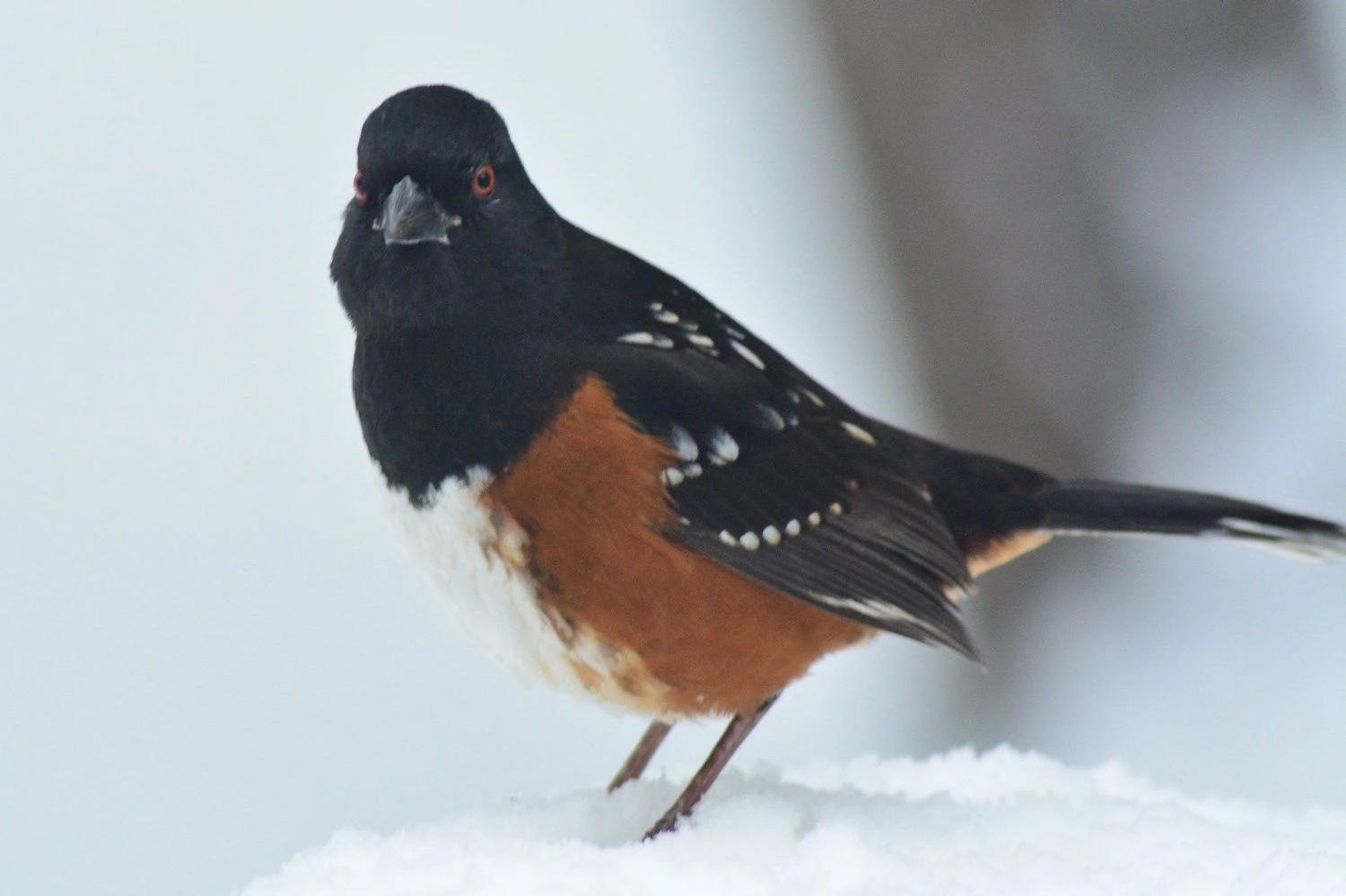 Spotted Towhee