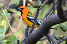 Streak-backed Oriole