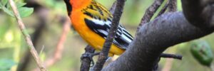 Streak-backed Oriole