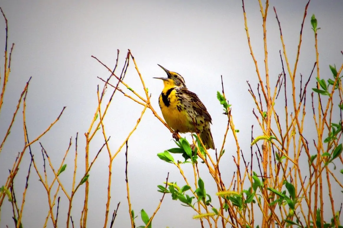 western meadowlark