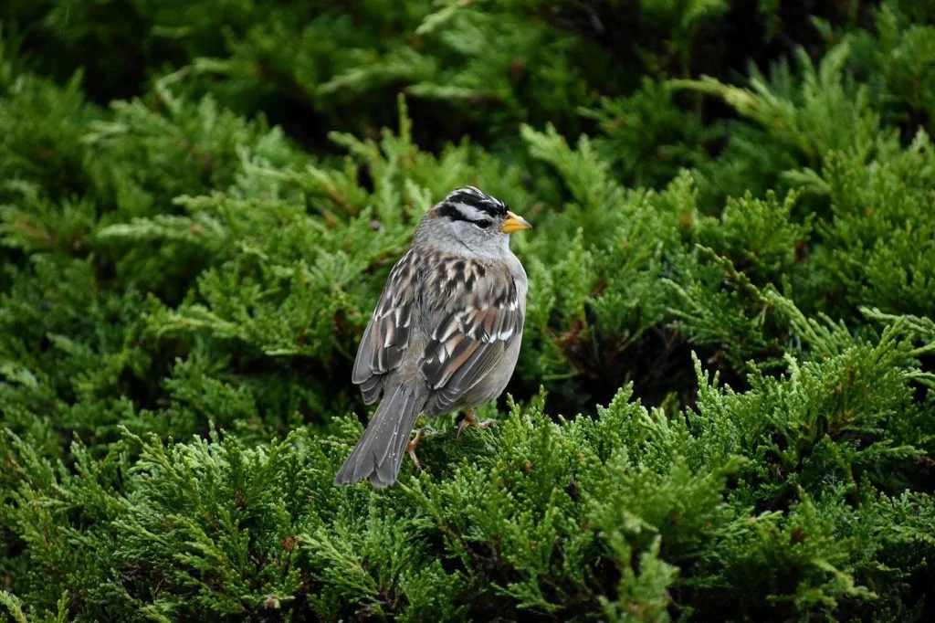 white-crowned sparrow