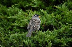 21 Species of Sparrows in Virginia (ID and Song Guide)