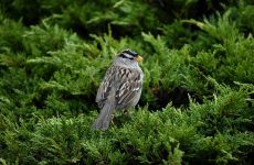 White-crowned Sparrow