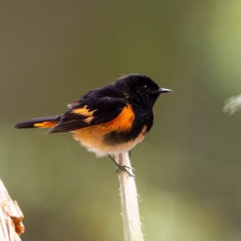 American Redstart