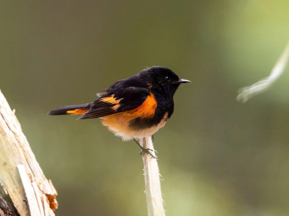 American redstart