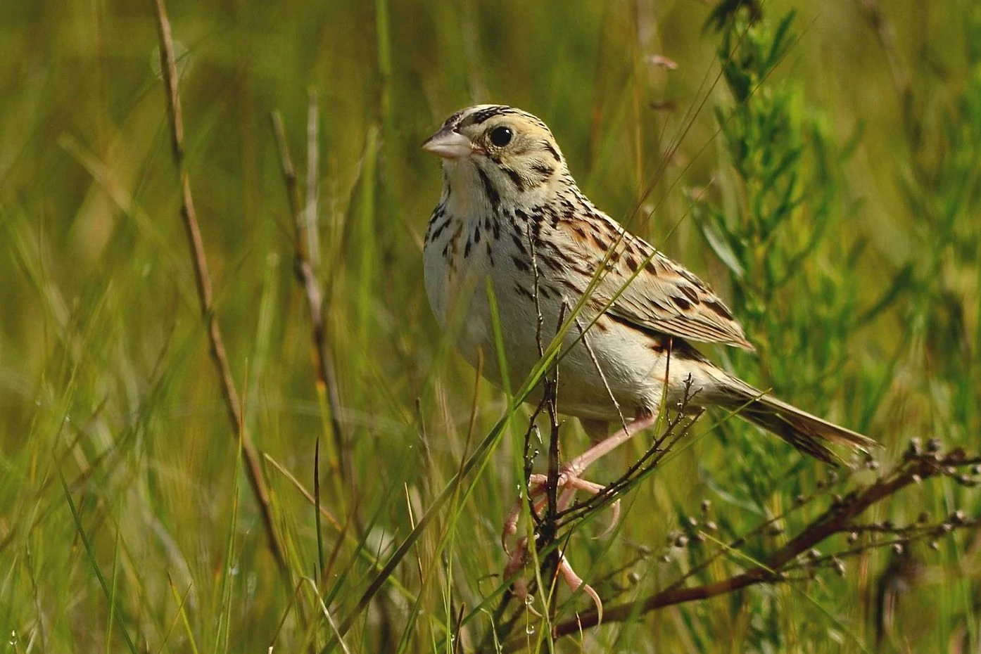 Baird's sparrow