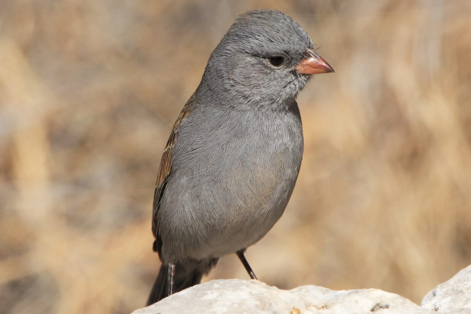 Black-chinned Sparrow