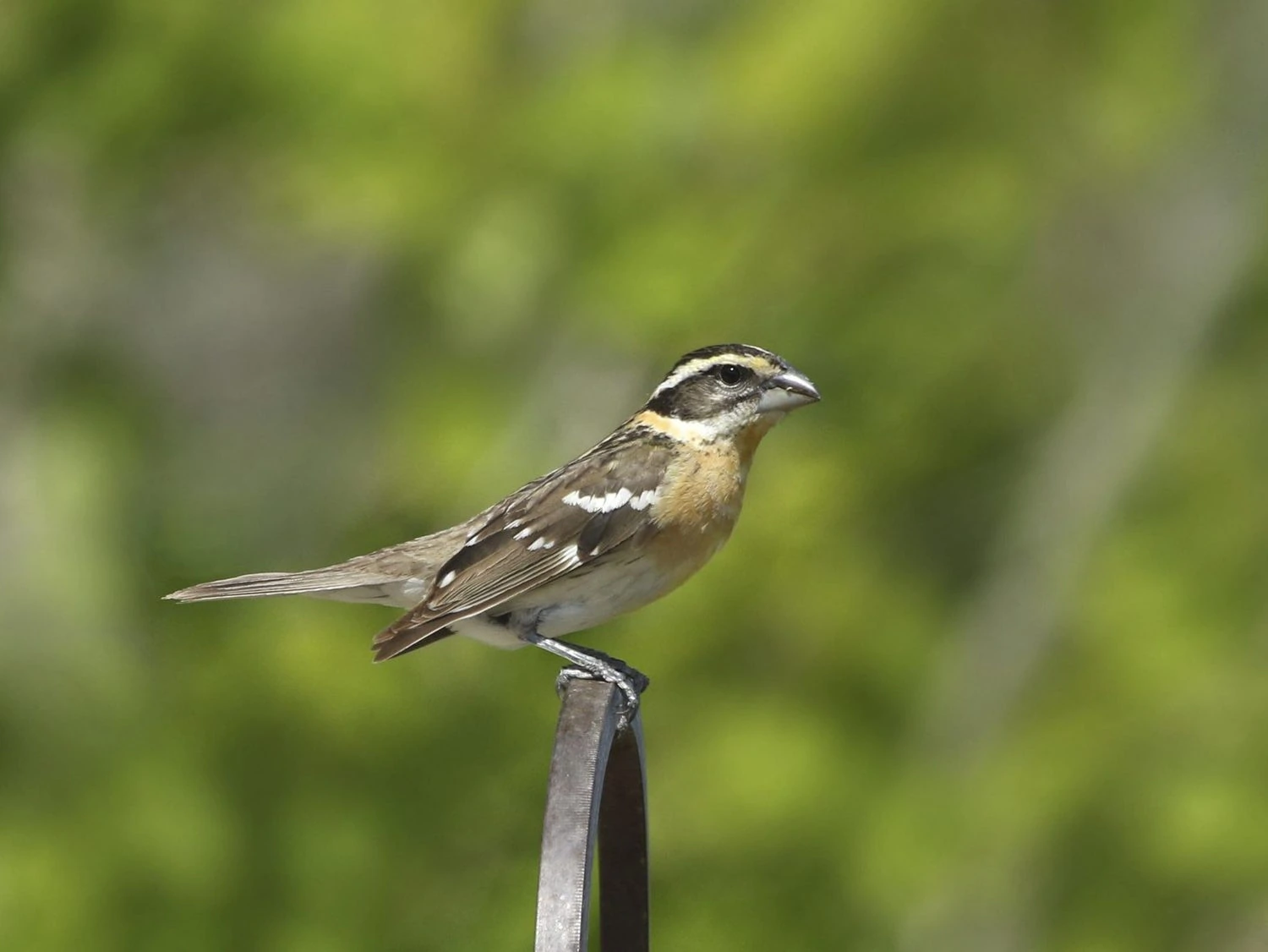 Black headed Grosbeak female