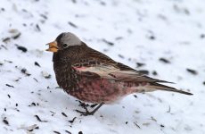 Black Rosy-Finch