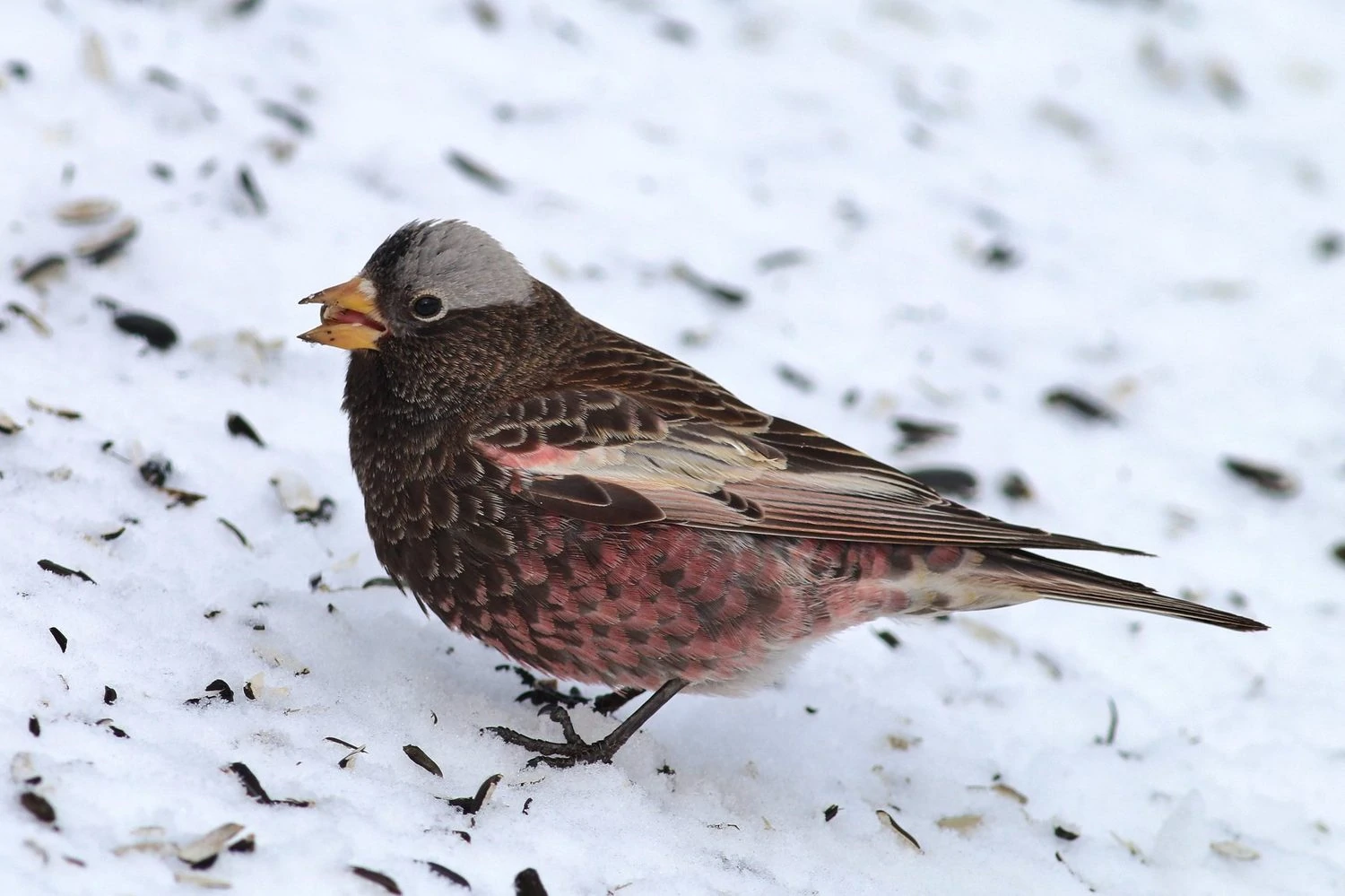 Black Rosy Finch