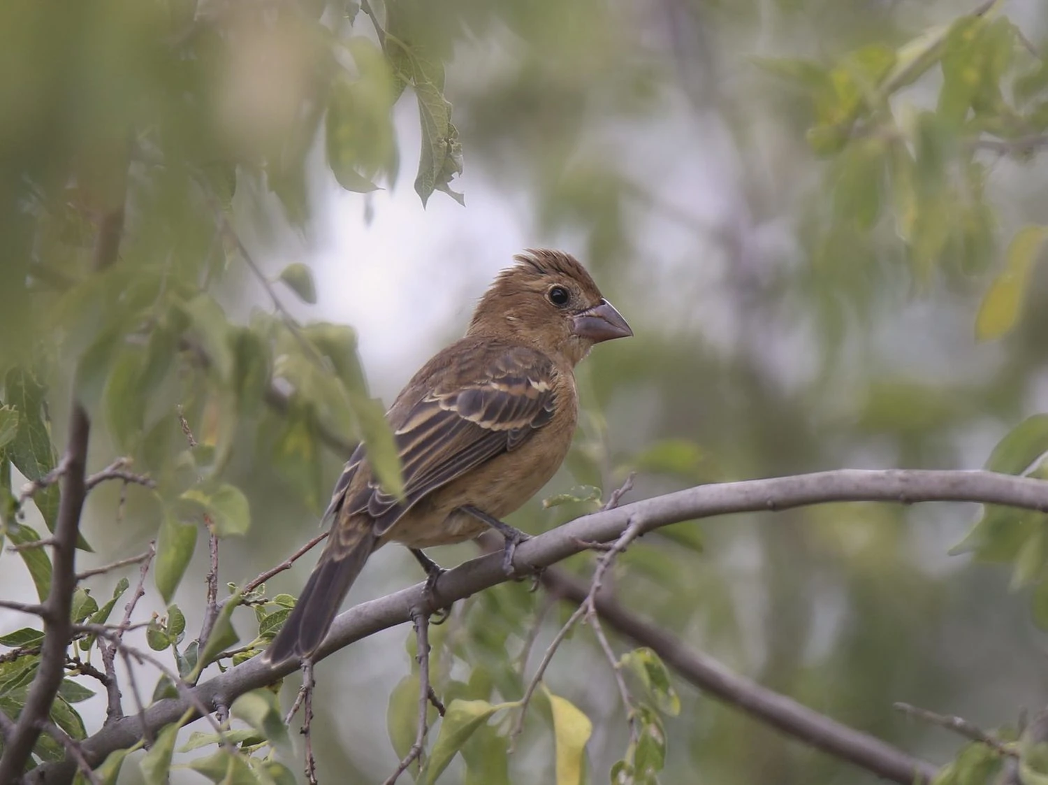 Blue Grosbeak Female