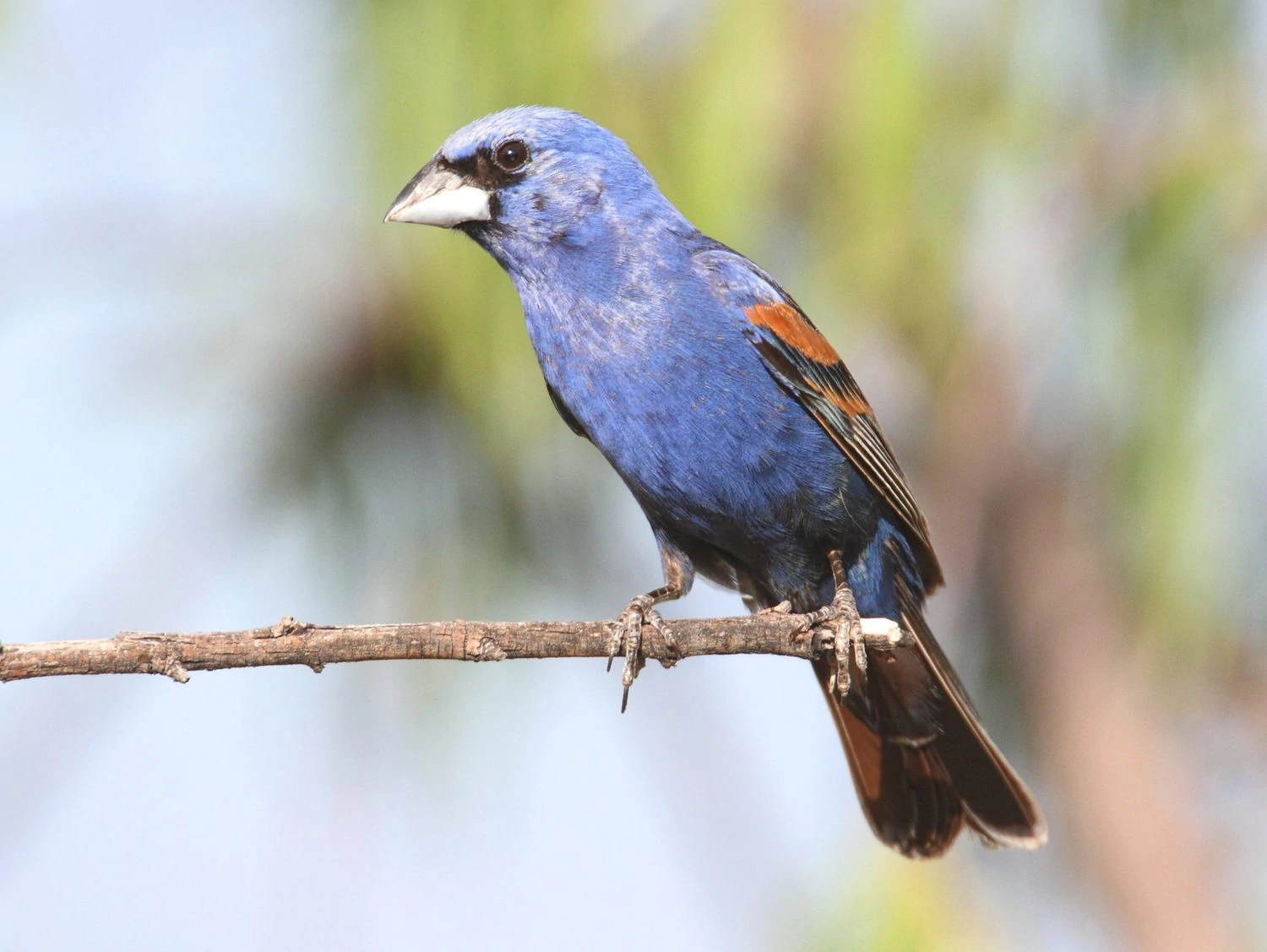 Male Blue Grosbeak