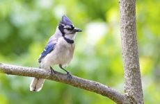 19 Incredible Blue Jay Facts