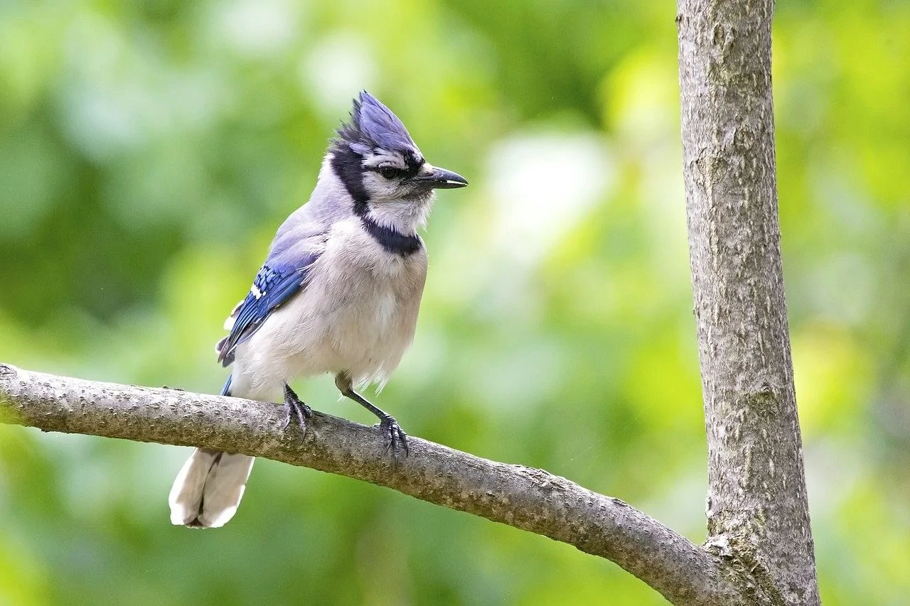 Blue Jay