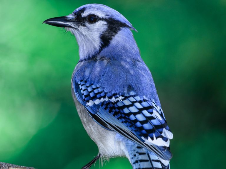 19 Incredible Blue Jay Facts