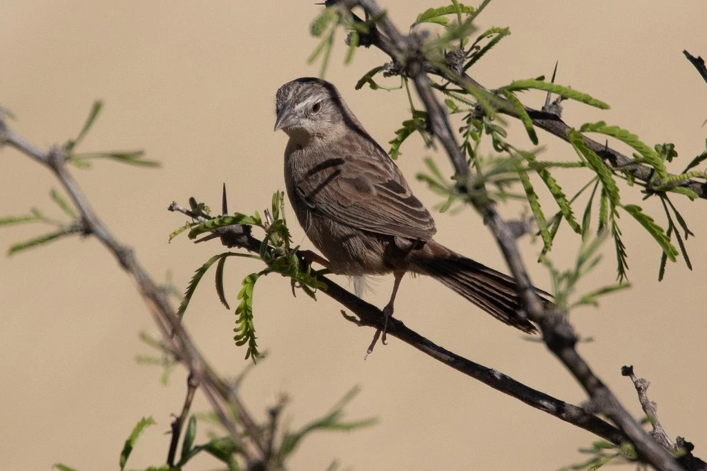 Botteris sparrow